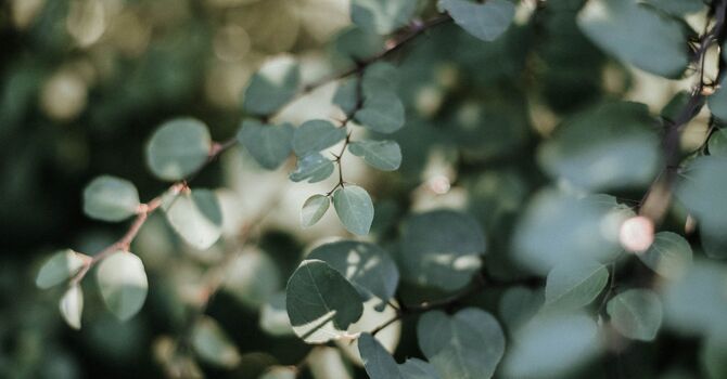 Evaluations and Treatments  